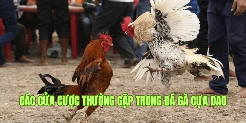 Các cửa cược đặc biệt, thường gặp của đấu gà cựa dao