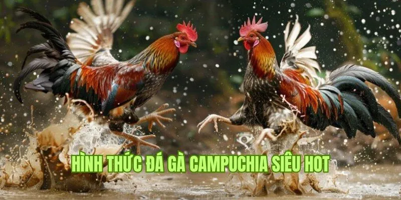 Chuyên gia bật mí thông tin về loại hình đá gà Campuchia